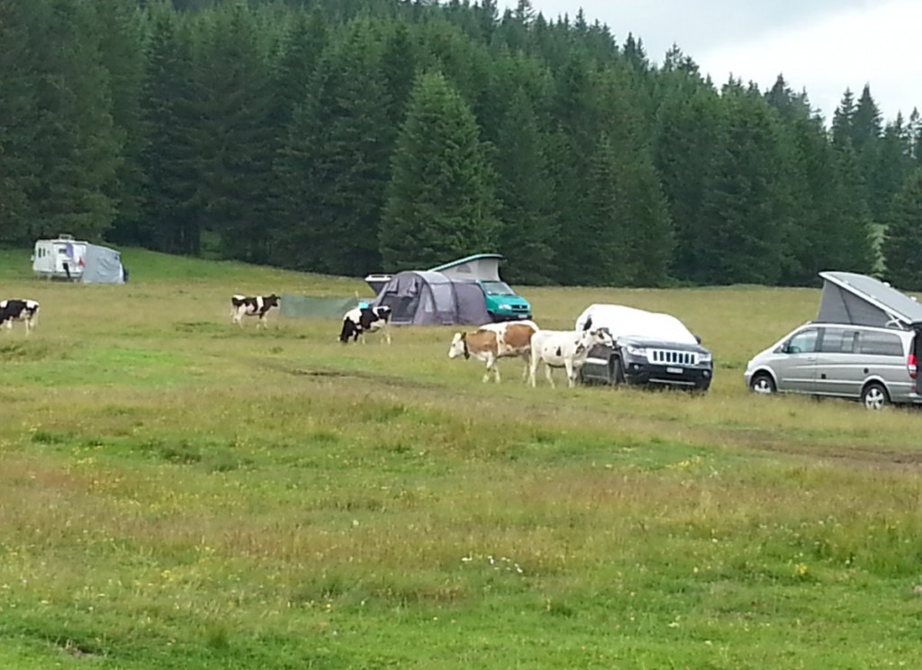 A 92 Platz Kuehe